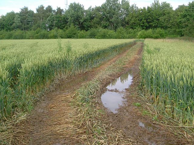 2004_0710_174222 (7).JPG - Östl. des Altbestandes an der A 45  Richtung Osten  - Sobald der Acker befahren und verdichtet wurde, schlechte Versickerung.